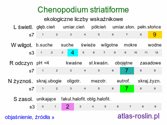 ekologiczne liczby wskaźnikowe Chenopodium striatiforme (komosa drobnolistna)