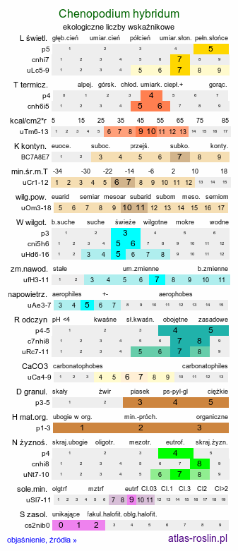 ekologiczne liczby wskaźnikowe Chenopodium hybridum (komosa wielkolistna)