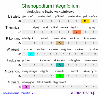 ekologiczne liczby wskaźnikowe Chenopodium integrifolium