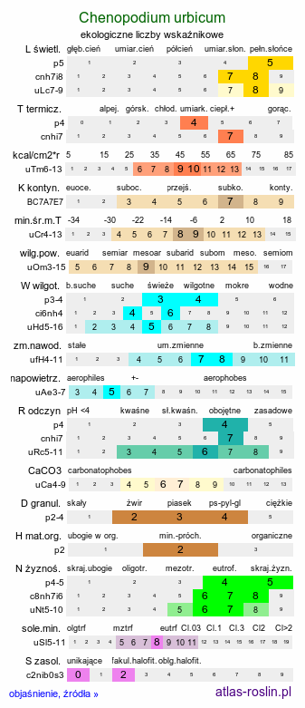 ekologiczne liczby wskaźnikowe Chenopodium urbicum (komosa trójkątna)