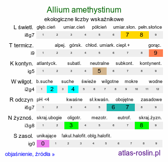 ekologiczne liczby wskaźnikowe Allium amethystinum