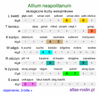 ekologiczne liczby wskaźnikowe Allium neapolitanum (czosnek neapolitański)