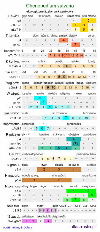 ekologiczne liczby wskaźnikowe Chenopodium vulvaria (komosa mierzliwa)