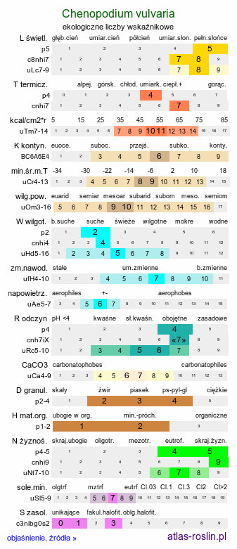 ekologiczne liczby wskaźnikowe Chenopodium vulvaria (komosa mierzliwa)