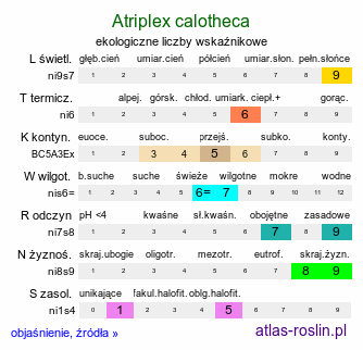 ekologiczne liczby wskaźnikowe Atriplex calotheca (łoboda zdobna)