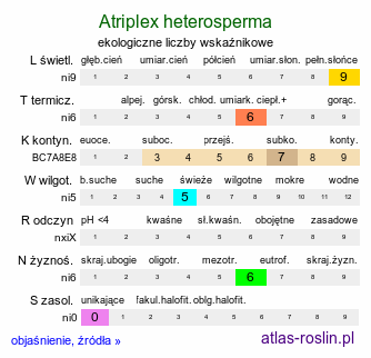 ekologiczne liczby wskaźnikowe Atriplex heterosperma (łoboda różnonasienna)