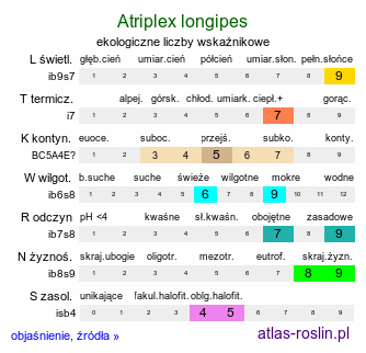 ekologiczne liczby wskaźnikowe Atriplex longipes (łoboda szypułkowa)