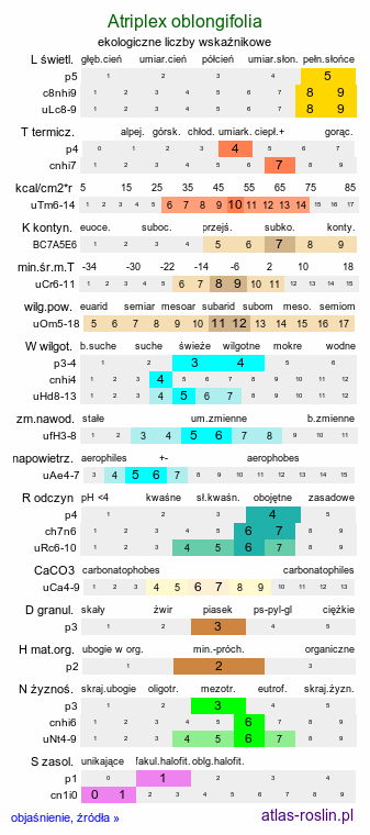ekologiczne liczby wskaźnikowe Atriplex oblongifolia (łoboda długolistna)