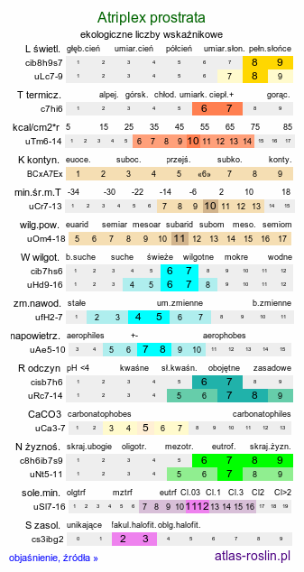 ekologiczne liczby wskaźnikowe Atriplex prostrata (łoboda oszczepowata)