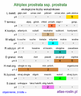 ekologiczne liczby wskaźnikowe Atriplex prostrata ssp. prostrata (łoboda oszczepowata typowa)