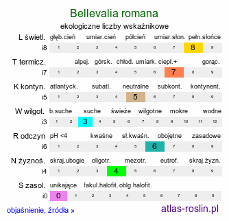 ekologiczne liczby wskaźnikowe Bellevalia romana