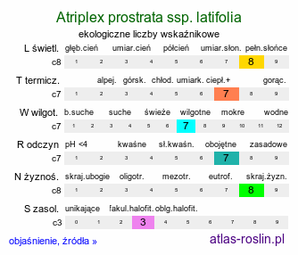 ekologiczne liczby wskaźnikowe Atriplex prostrata ssp. latifolia (łoboda oszczepowata szerokolistna)