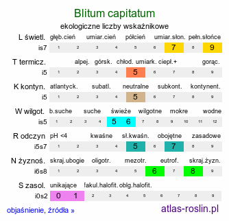 ekologiczne liczby wskaźnikowe Blitum capitatum (komosa główkowata)