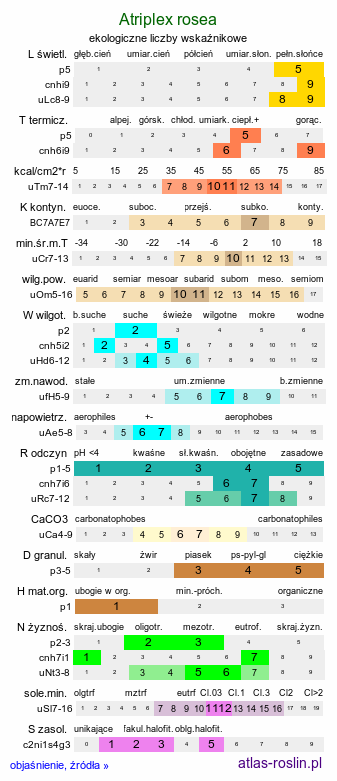 ekologiczne liczby wskaźnikowe Atriplex rosea (łoboda gwiazdkowata)