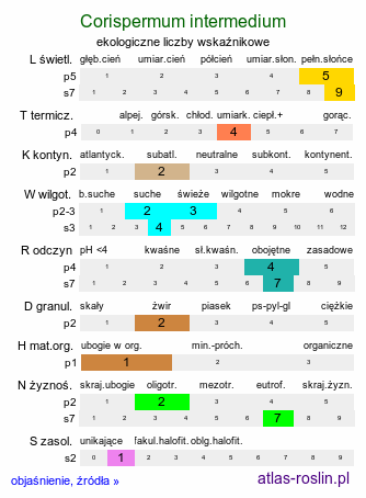 ekologiczne liczby wskaźnikowe Corispermum intermedium (wrzosowiec pośredni)