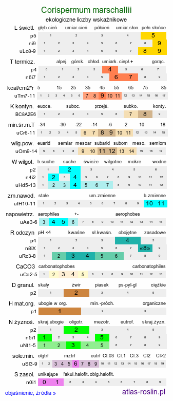 ekologiczne liczby wskaźnikowe Corispermum marschallii (wrzosowiec Marschalla)