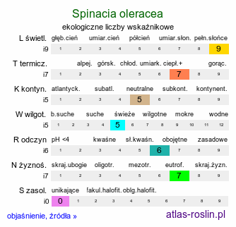 ekologiczne liczby wskaźnikowe Spinacia oleracea (szpinak warzywny)