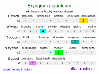 ekologiczne liczby wskaźnikowe Eryngium giganteum (mikołajek olbrzymi)