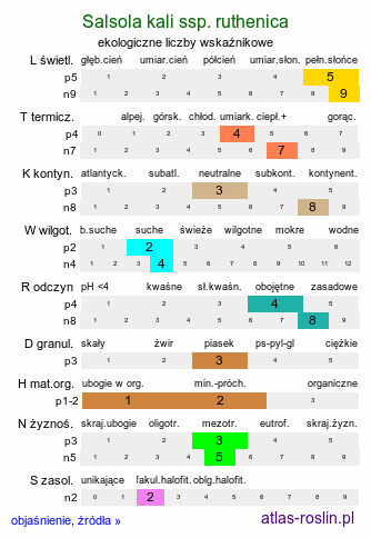 ekologiczne liczby wskaźnikowe Salsola kali ssp. ruthenica (solanka kolczysta ruska)