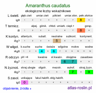 ekologiczne liczby wskaźnikowe Amaranthus caudatus (szarłat zwisły)