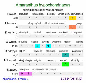 ekologiczne liczby wskaźnikowe Amaranthus hypochondriacus (szarłat posępny)