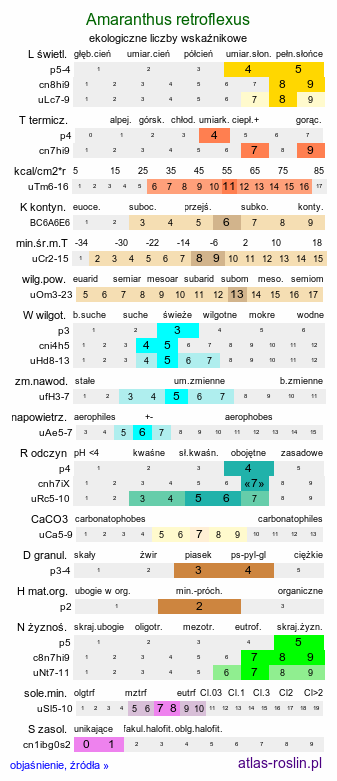 ekologiczne liczby wskaźnikowe Amaranthus retroflexus (szarłat szorstki)