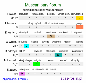 ekologiczne liczby wskaźnikowe Muscari parviflorum