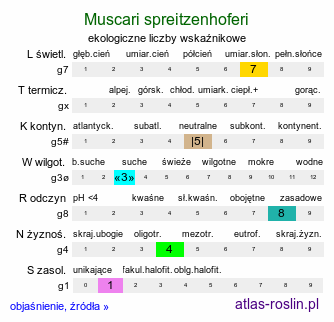 ekologiczne liczby wskaźnikowe Muscari spreitzenhoferi