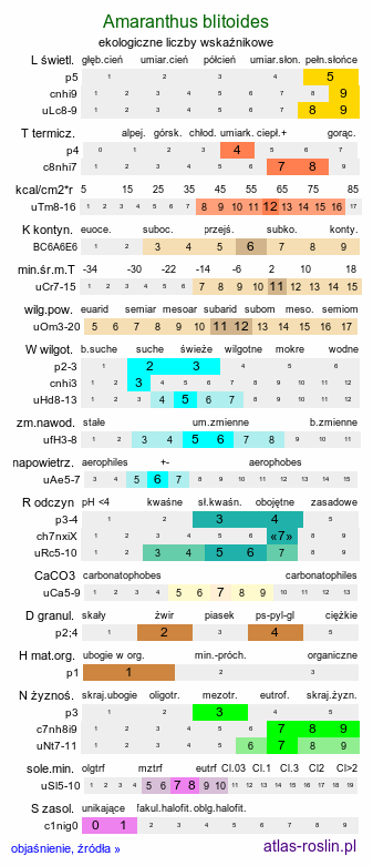 ekologiczne liczby wskaźnikowe Amaranthus blitoides (szarłat komosowaty)