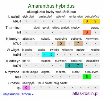 ekologiczne liczby wskaźnikowe Amaranthus hybridus s.str.