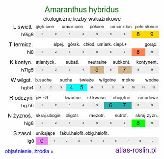 ekologiczne liczby wskaźnikowe Amaranthus hybridus