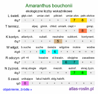 ekologiczne liczby wskaźnikowe Amaranthus bouchonii (szarłat Bouchona)