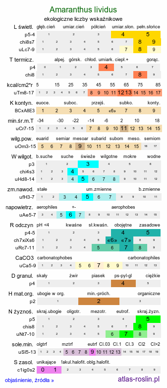 ekologiczne liczby wskaźnikowe Amaranthus lividus (szarłat siny)