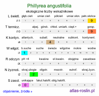 ekologiczne liczby wskaźnikowe Phillyrea angustifolia (filirea wąskolistna)