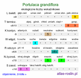 ekologiczne liczby wskaźnikowe Portulaca grandiflora (portulaka wielkokwiatowa)