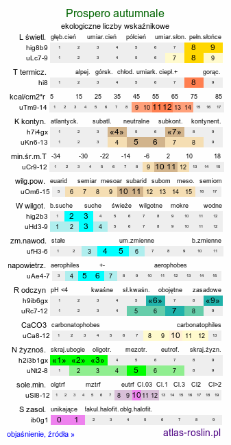 ekologiczne liczby wskaźnikowe Prospero autumnale