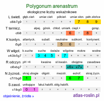 ekologiczne liczby wskaźnikowe Polygonum arenastrum (rdest macierzankowy)