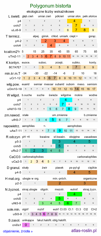 ekologiczne liczby wskaźnikowe Polygonum bistorta (rdest wężownik)