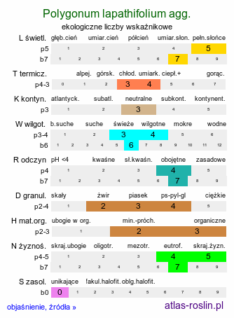 ekologiczne liczby wskaźnikowe Polygonum lapathifolium agg. (rdest szczawiolistny)