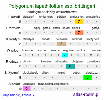 ekologiczne liczby wskaźnikowe Polygonum lapathifolium ssp. brittingeri (rdest szczawiolistny Brittingera)