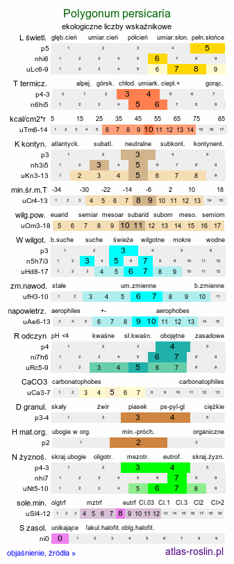 ekologiczne liczby wskaźnikowe Polygonum persicaria (rdest plamisty)