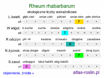 ekologiczne liczby wskaźnikowe Rheum rhabarbarum (rabarbar kędzierzawy)