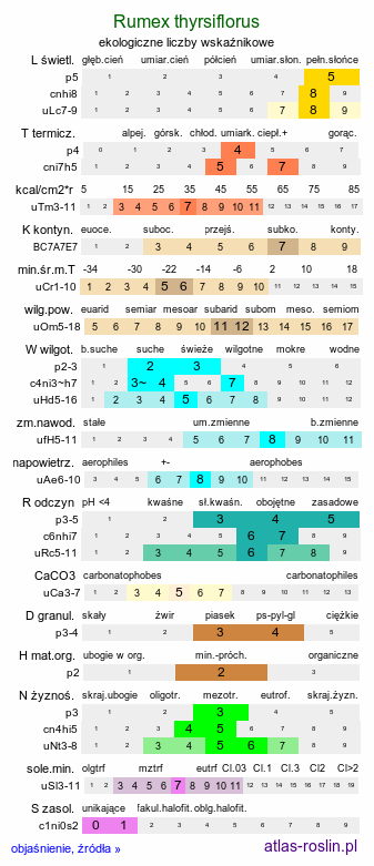 ekologiczne liczby wskaźnikowe Rumex thyrsiflorus (szczaw rozpierzchły)