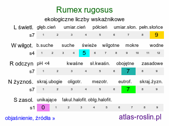 ekologiczne liczby wskaźnikowe Rumex rugosus (szczaw ogrodowy)