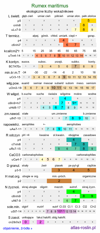 ekologiczne liczby wskaźnikowe Rumex maritimus (szczaw nadmorski)