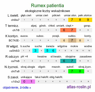 ekologiczne liczby wskaźnikowe Rumex patientia (szczaw żółty)