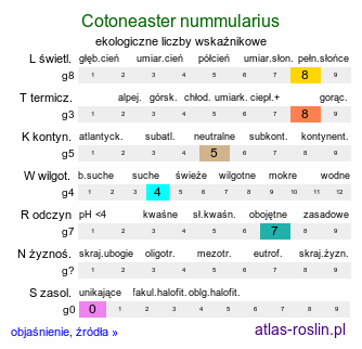 ekologiczne liczby wskaźnikowe Cotoneaster nummularius