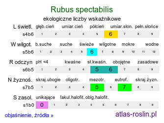 ekologiczne liczby wskaźnikowe Rubus spectabilis (jeżyna okazała)