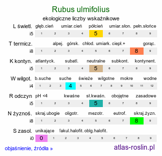 ekologiczne liczby wskaźnikowe Rubus ulmifolius (jeżyna wiązolistna)