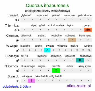 ekologiczne liczby wskaźnikowe Quercus ithaburensis (dąb tabor)